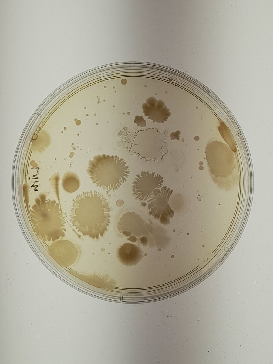 Some beautiful colony morphologies appearing from microbes in ambient air 🦠🧫 #microbemonday #microbiology #ascuslab