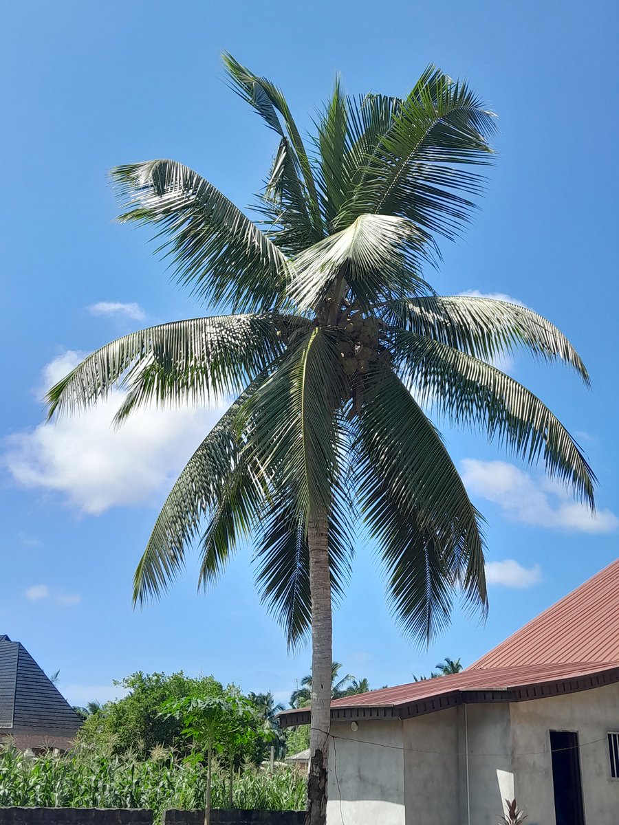 This is Badagry...
Coconut 🥥 our cash Crop.

Welcome to Badagry