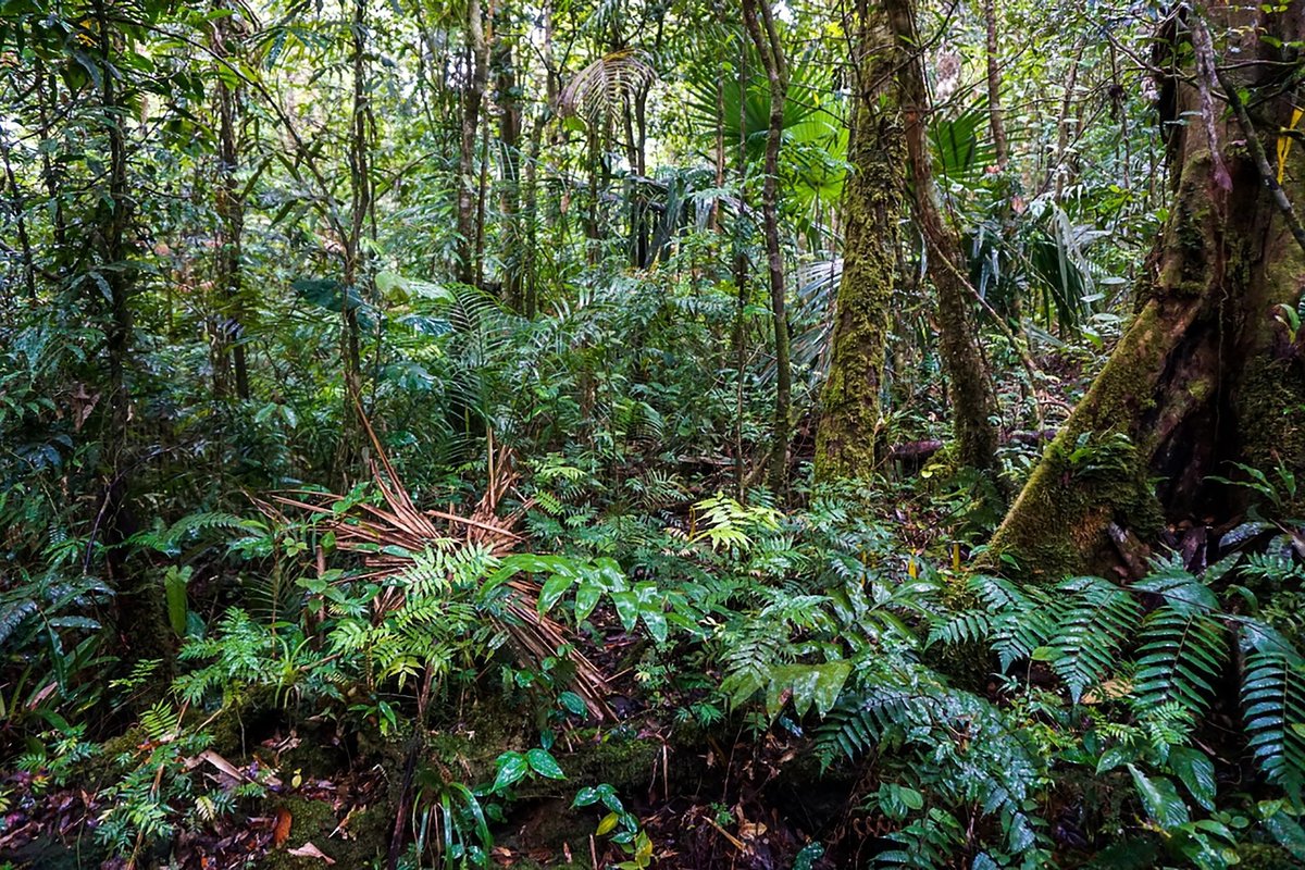 Cada 26 de Junio conmemoramos el Día Internacional de los Bosques Tropicales. 

De los ecosistemas más importantes para combatir la crisis climática el Bosque Tropical absorbe el dióxido de carbono y es reserva de biodiversidad y hábitat de una infinita variedad de especies en