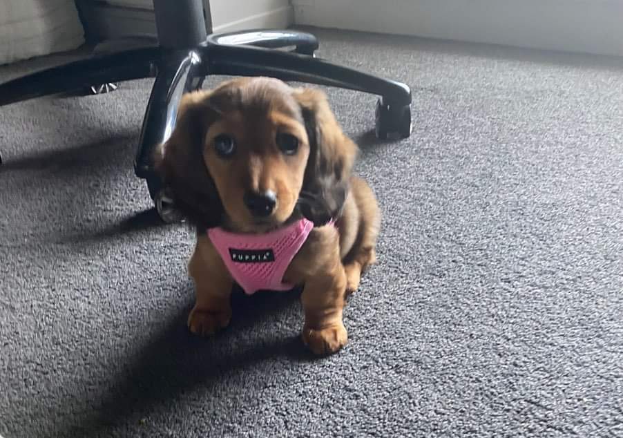 NatoGamerTV's tweet photo. It's my baby girl's 2nd birthday 🥰😍

Happy birthday Bella ♥️😘 https://t.co/RI3NbL5pDp