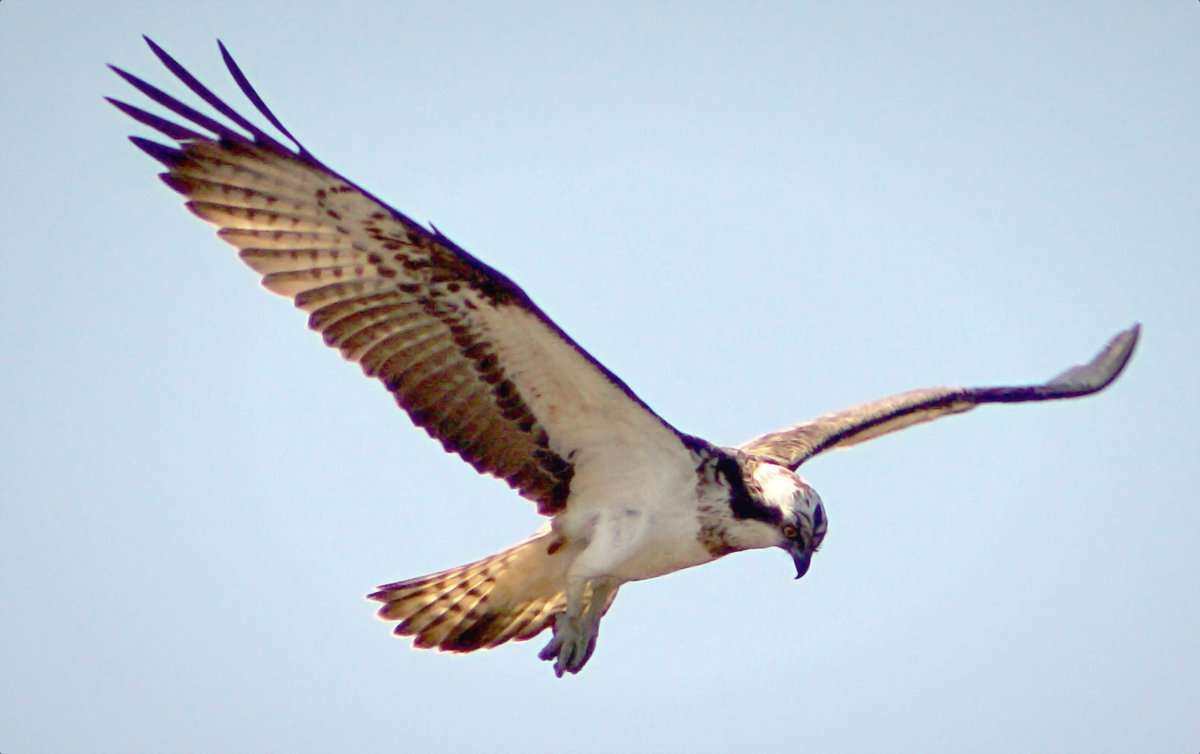 Osprey at Cors Ddyga here on #Anglesey from some weeks back.