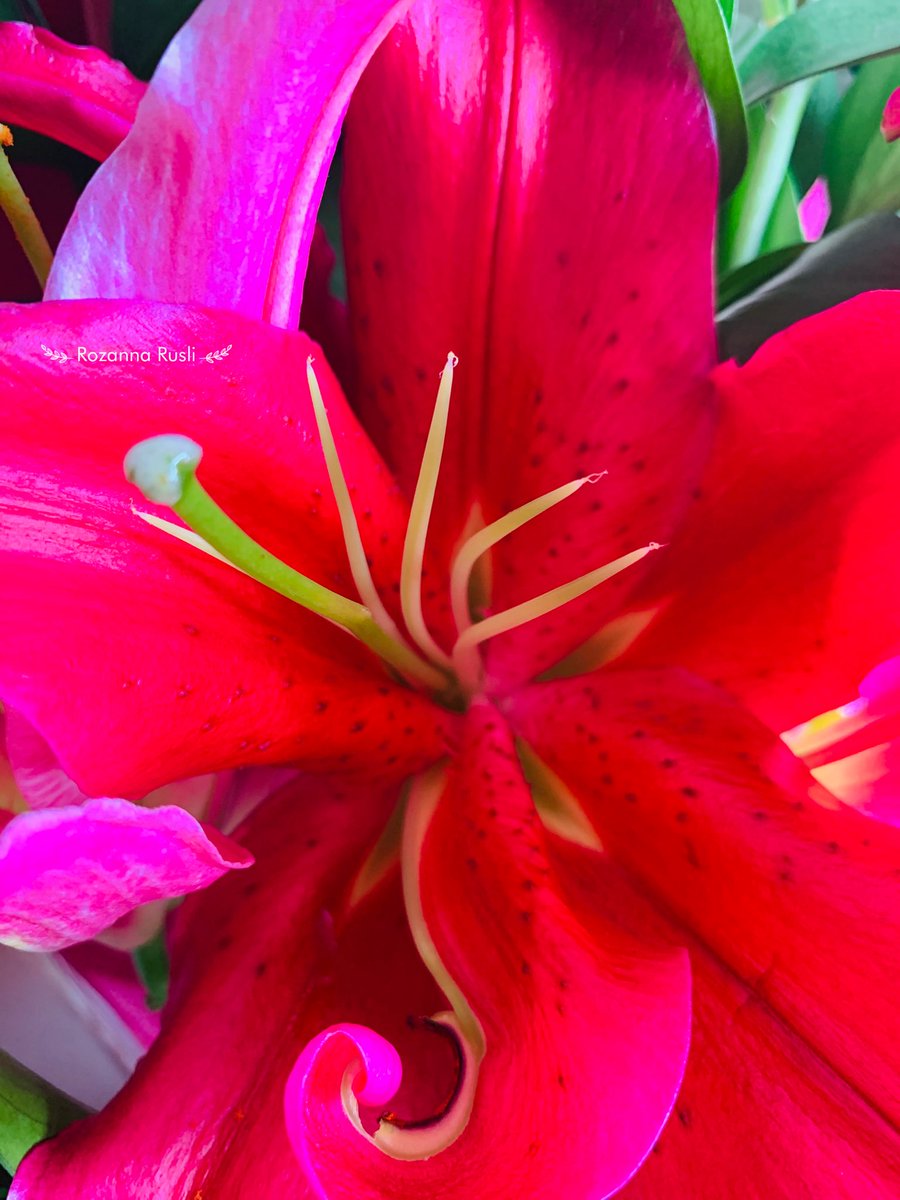 Lily of the day.
Brightening my Monday.😍♥️

#lily #flower #flowerpetals #FlowerPower #MondayMood #Monday #Flowerphotography #photography #dailyphoto