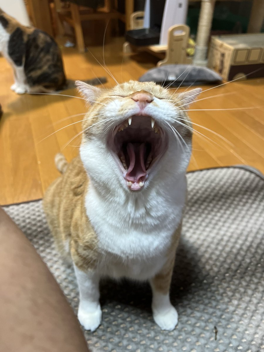 うわぁぁぁー！
ごはーん！！
#猫 #cat #腹へった #茶白猫