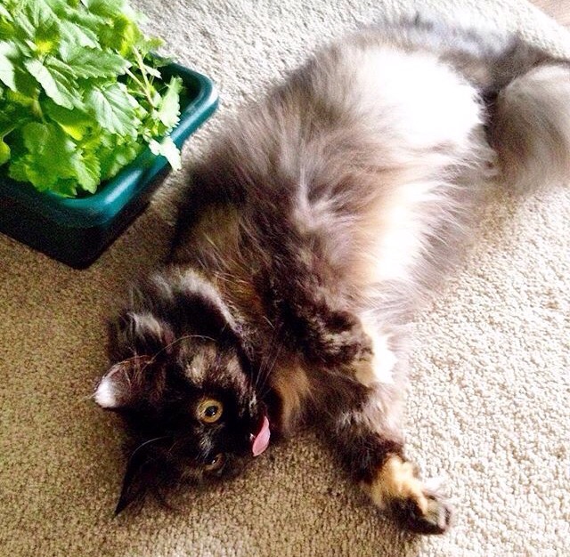 muckametka's tweet image. Mogoče maaalce preveč 😹😹😹

#catniphigh #catnip #cat #welovecats #CatsOfTwitter