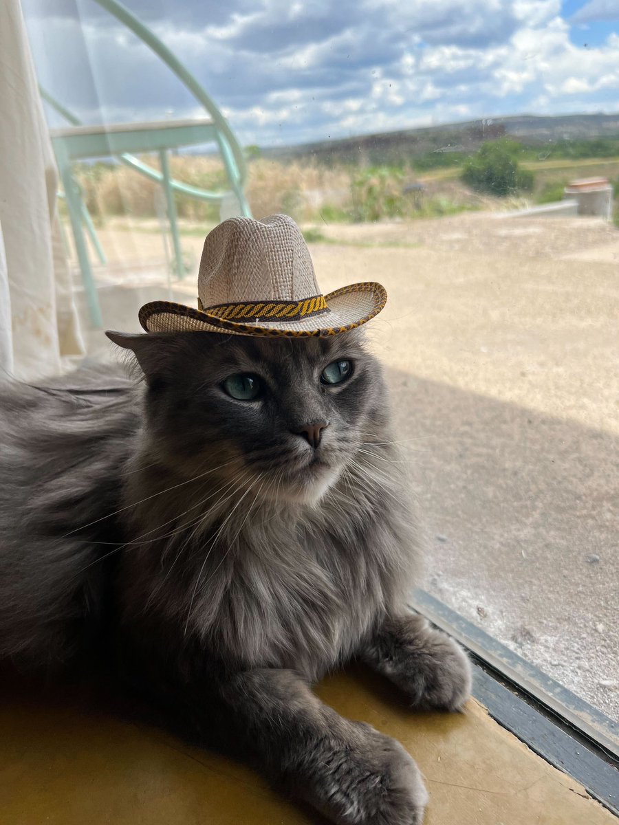 Meet TSOA’s unofficial mascot and Dean Stephanie Lin’s cat, Aloe. While he won’t be able to help you with your models or your drawings, Aloe is a fellow desert dweller who might motivate you to go the extra mile right before a crit. #theschoolofarchitecture