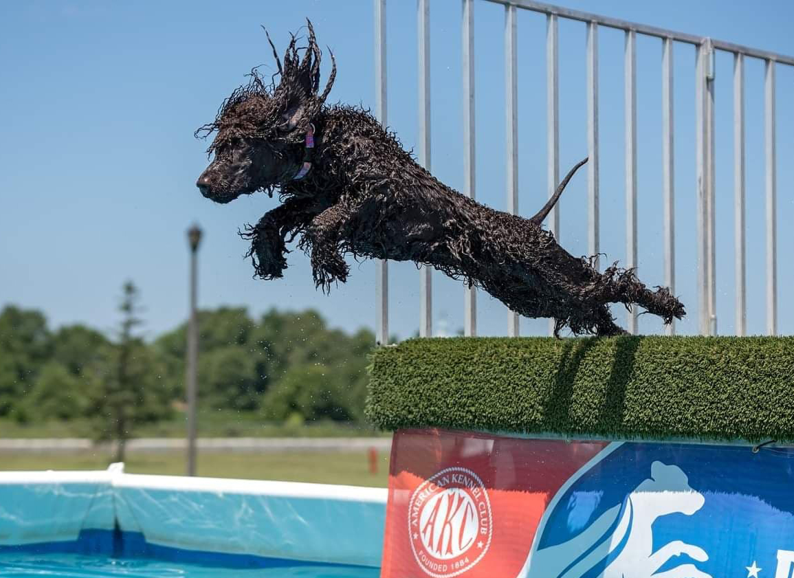 IWSAmerica's tweet photo. Bran (Evora's Brandy Pot Light 87BN RN FCAT SWN SCA SIA SEA DS CGC TKN)
Loved by Lisa Schaitberger. Photo by Twin Eyes Photography
#IrishWaterSpaniels #IWSCA #DogsOfTwitter #Dogs #FlyingDogs #DockDiving #NADD #FlyingThroughTheAir
@DogCelebration @NADD @AKCDogLovers https://t.co/6MShtrEoxz