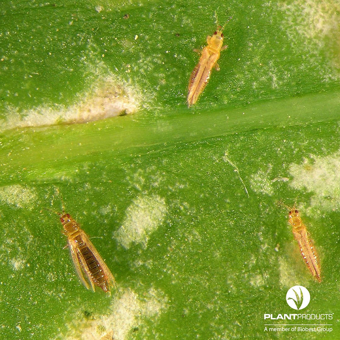 Our own Agrin Davari Biobest IPM Specialist, recently co-authored this peer-reviewed paper on using guardian plant systems to control western flower thrips in ornamental greenhouses. 🌱Read more here 👉 bit.ly/3Jr9HEd