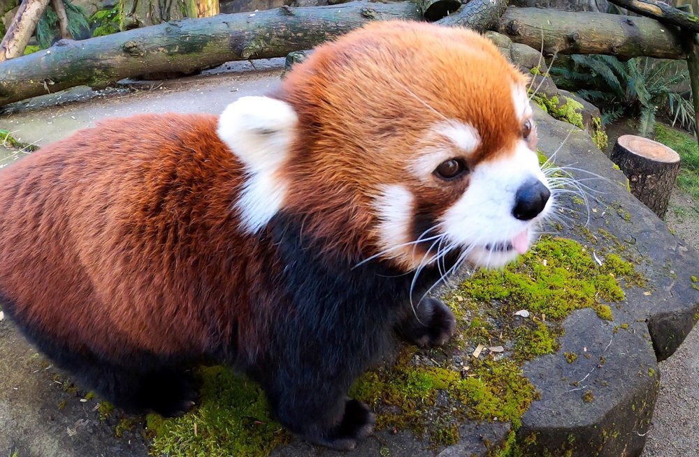 Oregon Zoo tweet media