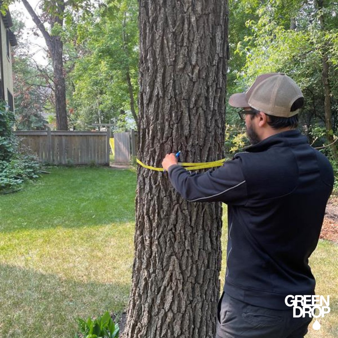 GreenDropTrees's tweet image. Inspecting and Treating ✅ 🌳 

#ItsBeautifulOutside #GreenDropTreeCare #TreeCare #TreeInspecting #GreenDrop #TreeTreatment #TeamGreen #TreeCareCommunity #TreeLovers
