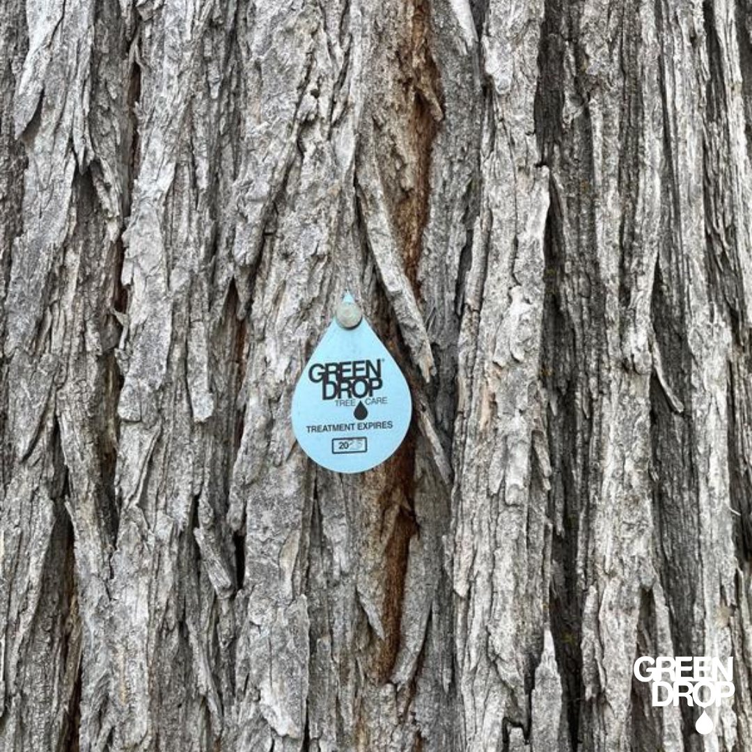 GreenDropTrees's tweet image. Inspecting and Treating ✅ 🌳 

#ItsBeautifulOutside #GreenDropTreeCare #TreeCare #TreeInspecting #GreenDrop #TreeTreatment #TeamGreen #TreeCareCommunity #TreeLovers