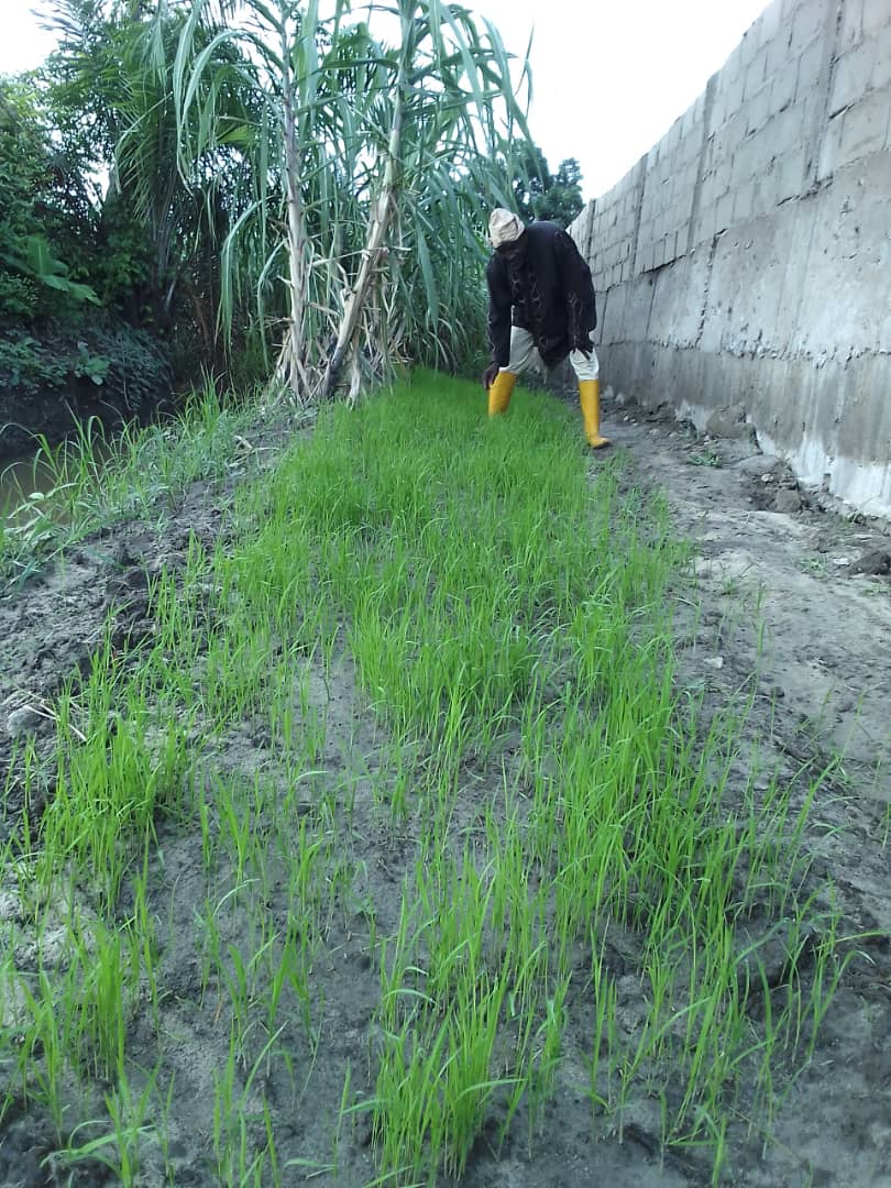 NigeriaSasakawa's tweet photo. Ongoing Nursery mgt, organic fertilizer &amp; land preparation for rice demonstration plot establishment by Dacewa MPCS Shabu community, Lafia. The project for the revitalization of farmer cooperatives &amp; decarbonization in rice production in Nasarawa State is funded by @MofaJapan_en https://t.co/cYbwfh0u6p
