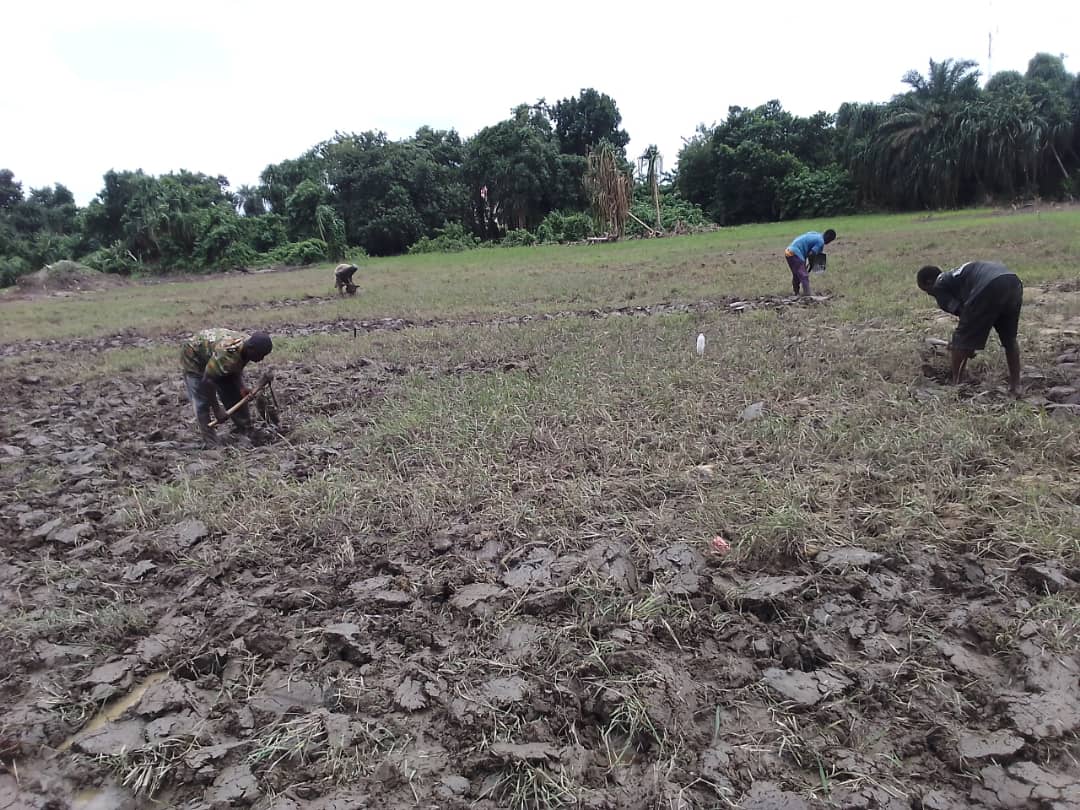 NigeriaSasakawa's tweet photo. Ongoing Nursery mgt, organic fertilizer &amp; land preparation for rice demonstration plot establishment by Dacewa MPCS Shabu community, Lafia. The project for the revitalization of farmer cooperatives &amp; decarbonization in rice production in Nasarawa State is funded by @MofaJapan_en https://t.co/cYbwfh0u6p