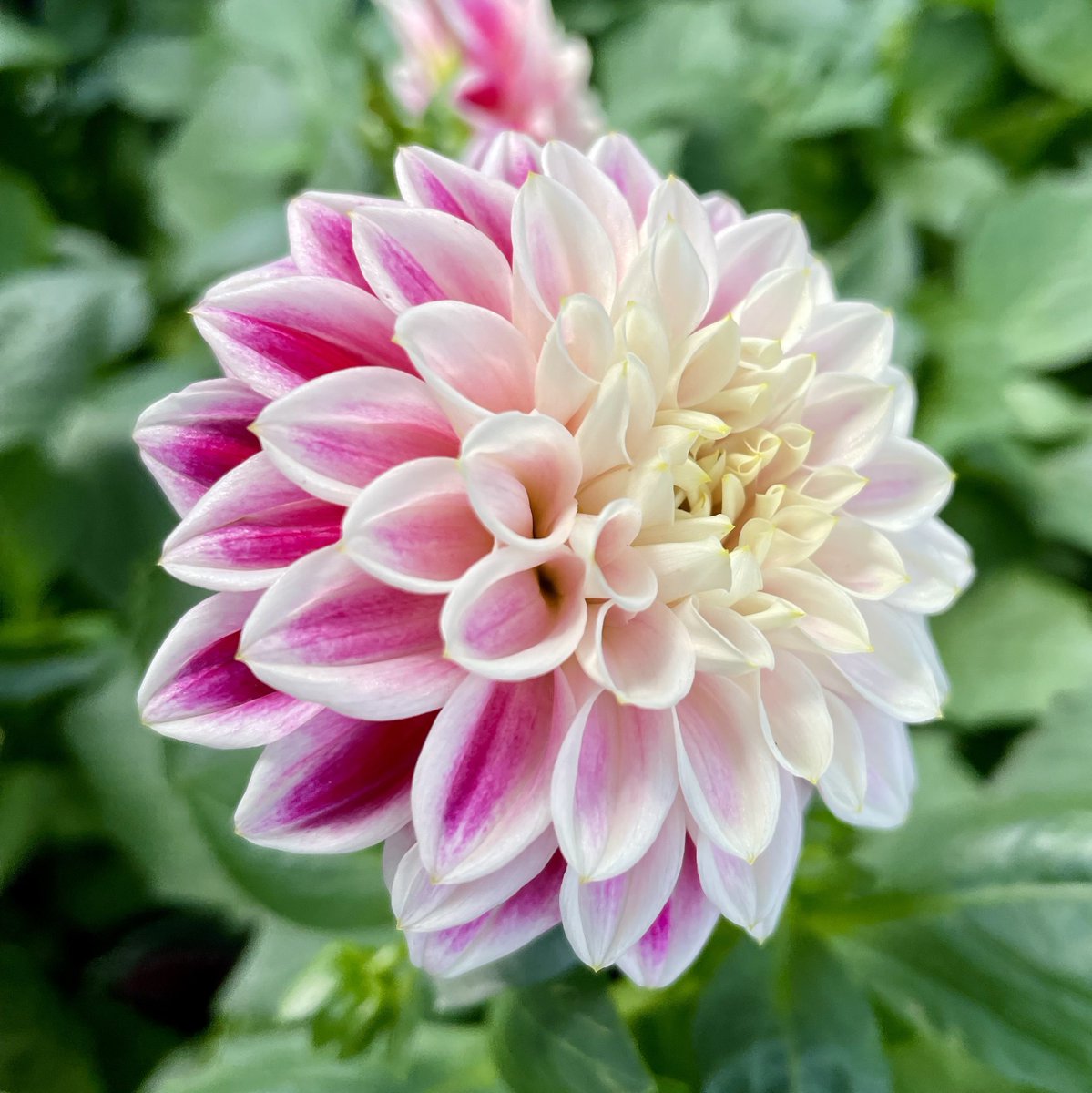 Gardenify tweet media