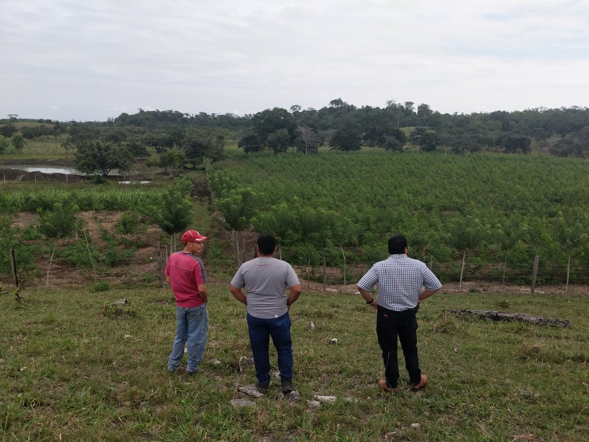 Purdue Forestry & Natural Resources (@purduefnr) on Twitter photo PhD student Katy Dix from <a href="/ZhaoMa_HDL/">Zhao Ma</a> will be collaborating w/ the <a href="/RnfrstAlliance/">Rainforest Alliance</a> in Guatemala to assess the costs/benefits of silvopastoral/agroforestry systems in the Mayan Biosphere Reserve thanks to the D. Woods Thomas Award from <a href="/PurdueIntlAg/">Purdue Int'l Ag</a>. purdue.ag/katydix PhD student Katy Dix from <a href="/ZhaoMa_HDL/">Zhao Ma</a> will be collaborating w/ the <a href="/RnfrstAlliance/">Rainforest Alliance</a> in Guatemala to assess the costs/benefits of silvopastoral/agroforestry systems in the Mayan Biosphere Reserve thanks to the D. Woods Thomas Award from <a href="/PurdueIntlAg/">Purdue Int'l Ag</a>. purdue.ag/katydix