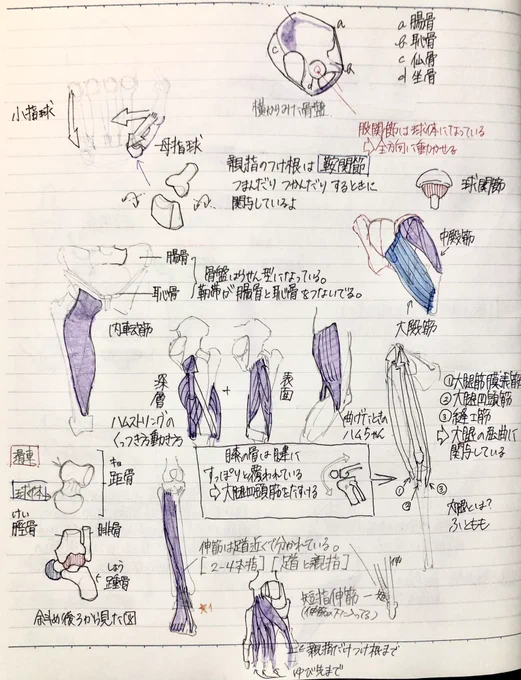 骨盤から足のお勉強まとめ