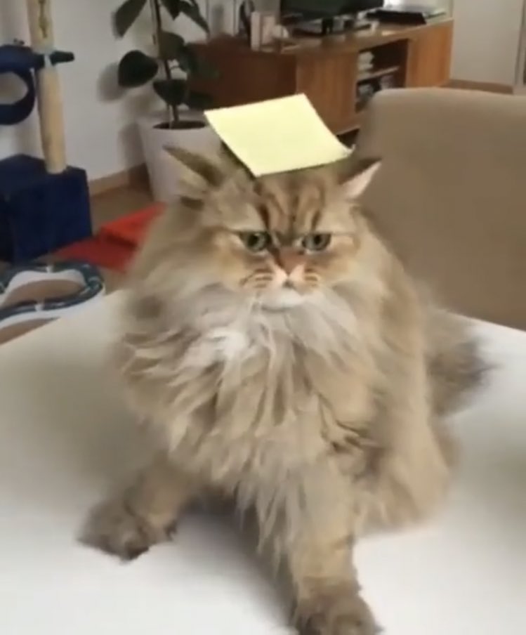 🐱 tweet media