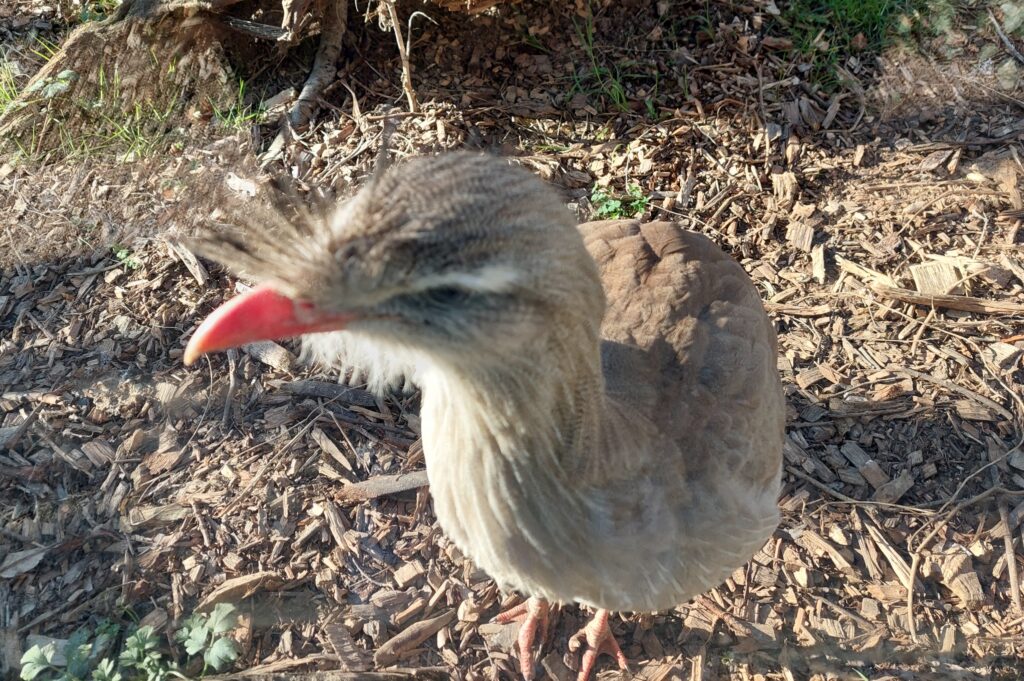 Jour 26 #SALC2023. Le #cariama huppé est un grand #oiseau qui vole rarement et sur de courtes distances, surtout pour échapper à un prédateur.
Découvrez sur latfran.org/salc2023/
@francediplo @PhBastelica @MAL_217 
#biodiversité @BresilenFrance @EmbaParFrancia @Em_Bolivia_Fr