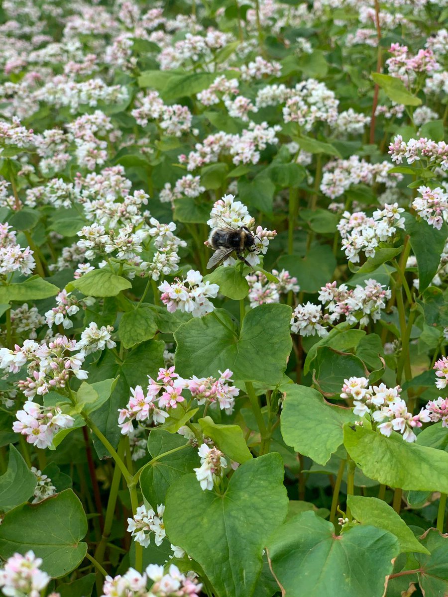 Kings (@kingscrops) on Twitter photo It’s <a href="/Groundswellaguk/">Groundswell</a> week! We’re honoured to be Cover Crop Partner & will have 30 demo plots & tours showing catch, cover, companion, living mulch, grazing, winter bird food & pollinator options
Find us, @frontierag & <a href="/SOYLprecision/">SOYL precision</a> on stand DF B31
bit.ly/44gZLoF It’s <a href="/Groundswellaguk/">Groundswell</a> week! We’re honoured to be Cover Crop Partner & will have 30 demo plots & tours showing catch, cover, companion, living mulch, grazing, winter bird food & pollinator options
Find us, @frontierag & <a href="/SOYLprecision/">SOYL precision</a> on stand DF B31
bit.ly/44gZLoF