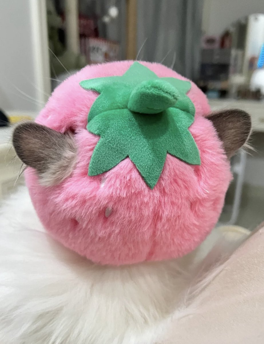 ʚ kimi ɞ on Twitter "strawberry cat"