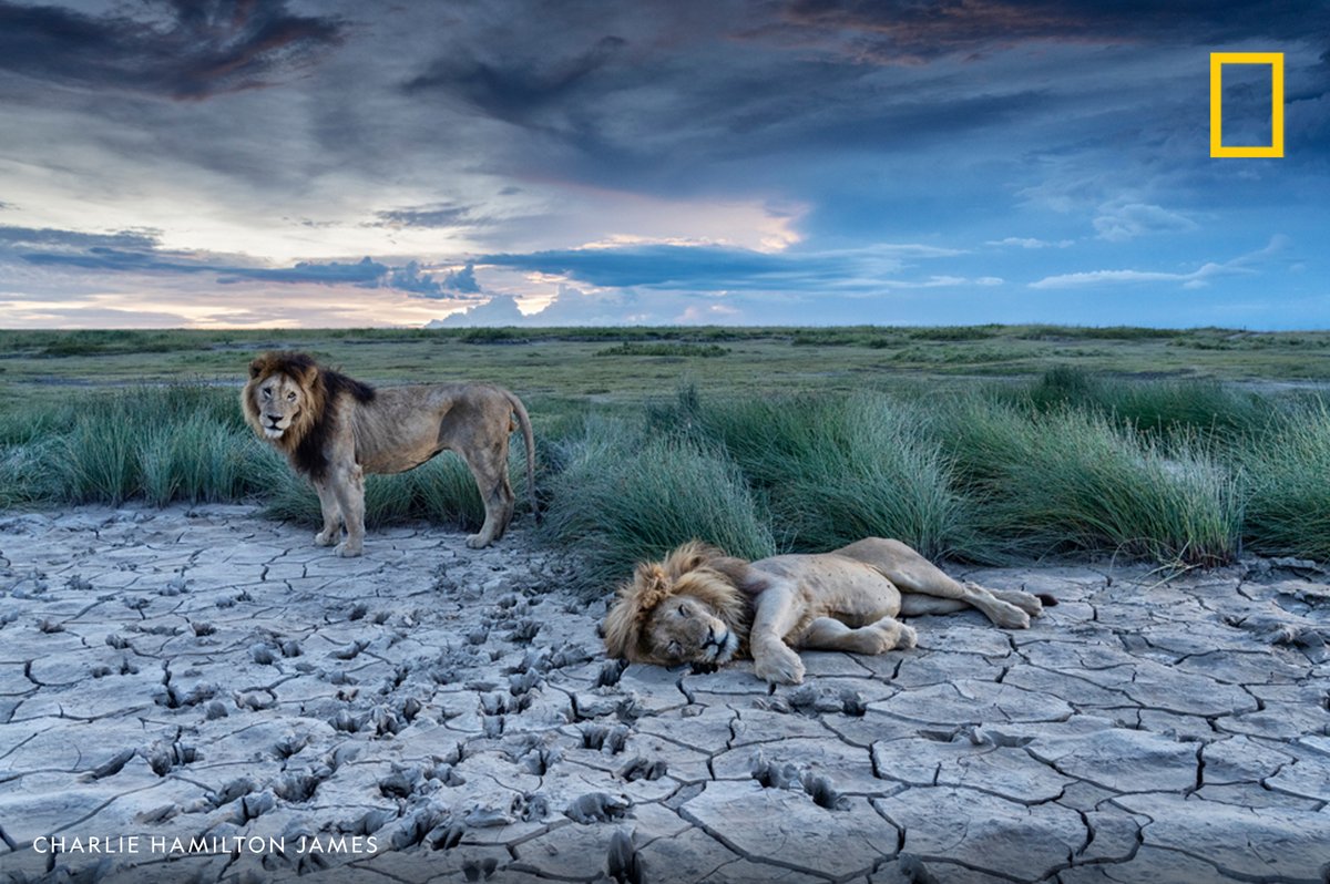 NatGeo's tweet photo. Two male lions take a break in a dry lakebed in Serengeti National Park, Tanzania https://t.co/IHQenBJnyq