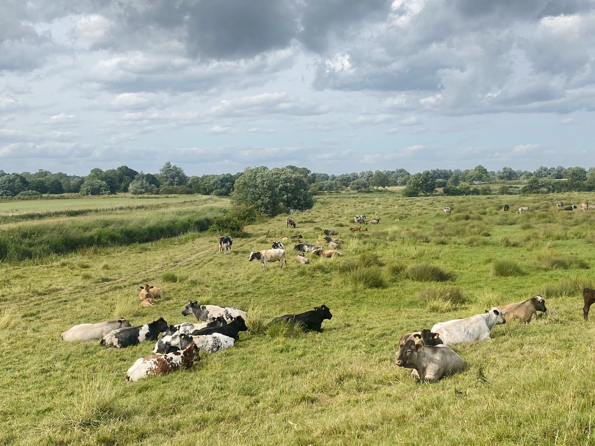 sussexfarming's tweet photo. The #farmedenvironment cows preparing the grass award for winter waders #farming #food https://t.co/0o7Xv0XWmU