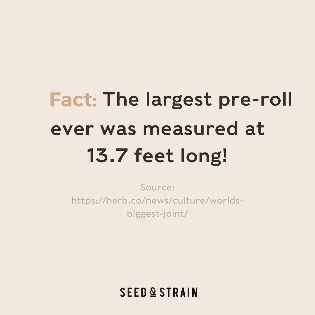 cannabistca's tweet image. 🌿📏 That's right, it could have easily doubled as a makeshift flagpole! 🚩😂 This impressive feat took place in 2012 at the University of Massachusetts in Amherst, USA, as part of a legalization rally. 🎉🌿 #RollingInStyle