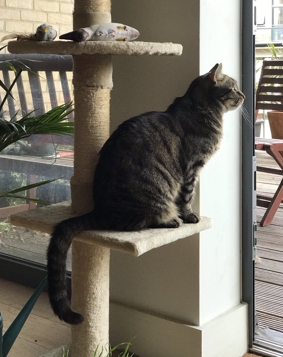 jason_tabby's tweet image. 