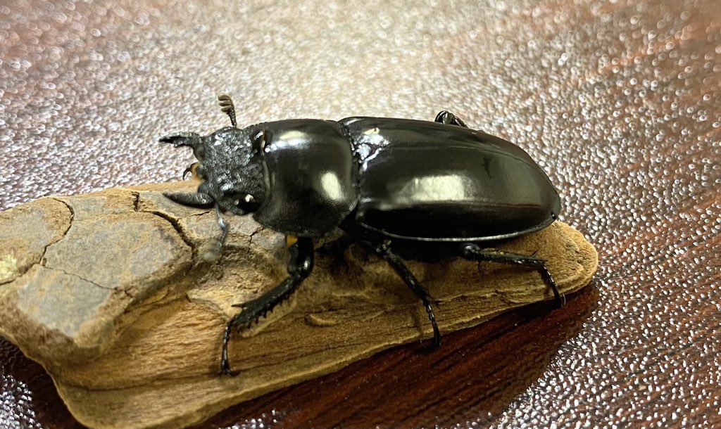 seco_insect's tweet photo. 🎊Twitterプレゼント企画開催します🎊
第2回目はスペキオススシカクワガタペアです❗️
こちらをアカウントのフォロー、当ツイートのいいね＆RTをして頂いた方の中から抽選で1名様にプレゼント致します🎁
#スペキオススシカクワガタ #プレゼント企画 https://t.co/jHEh1KGvVM