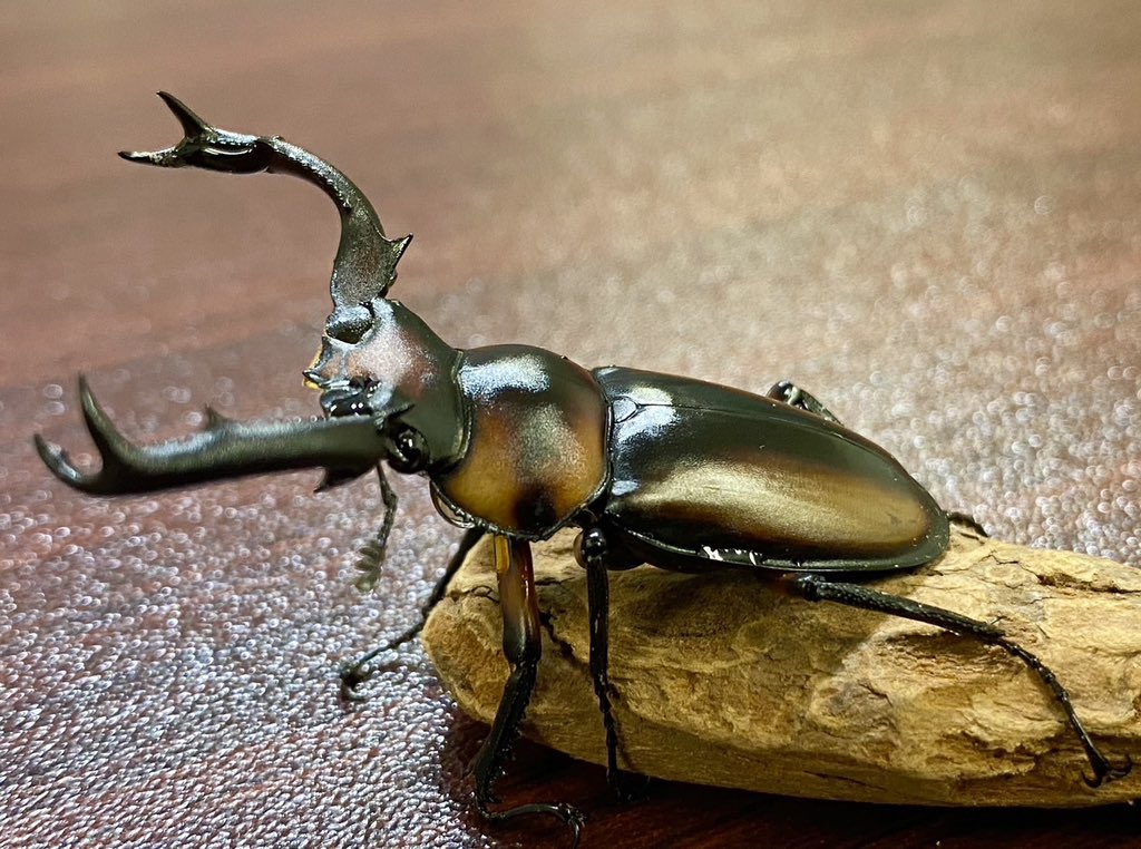 seco_insect's tweet photo. 🎊Twitterプレゼント企画開催します🎊
第2回目はスペキオススシカクワガタペアです❗️
こちらをアカウントのフォロー、当ツイートのいいね＆RTをして頂いた方の中から抽選で1名様にプレゼント致します🎁
#スペキオススシカクワガタ #プレゼント企画 https://t.co/jHEh1KGvVM