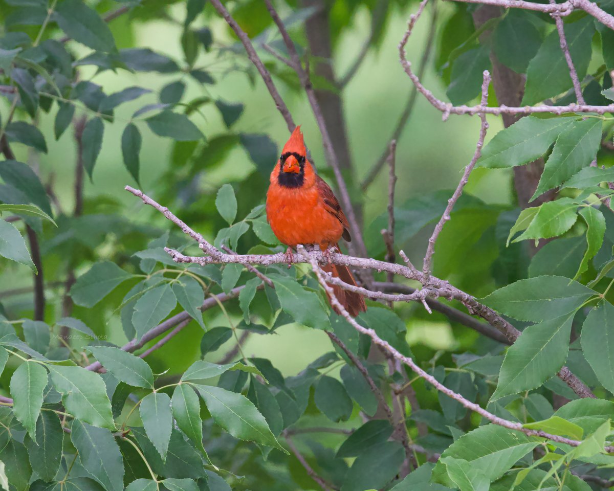 Male Cardinal for the theme #VIBGYORinNature by #IndiAves #birds #birding #birdsinwild #birdphotography #birdsoftwitter #twitterbirds #twitternaturecommunity #twitternaturephotography #Smile #Canon