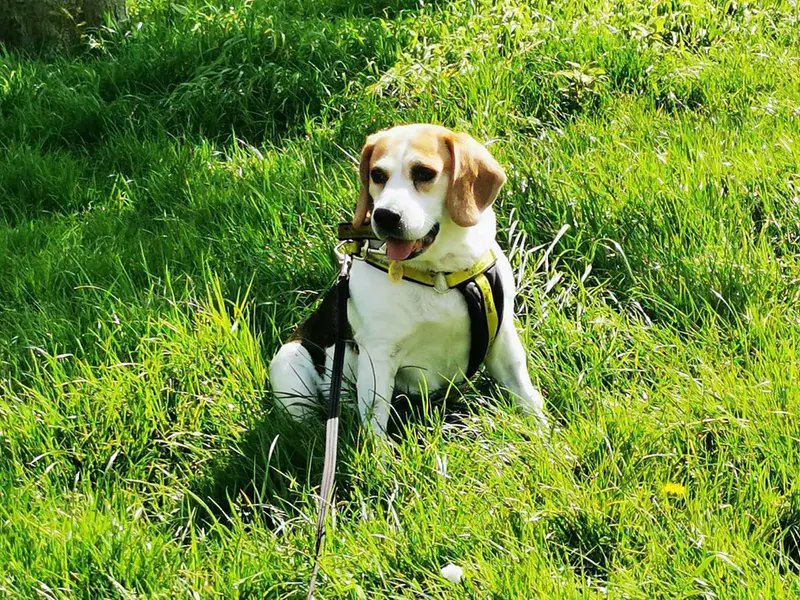 DogsTrust's tweet photo. Sophie is a wonderful older girl looking for a home where she can sit and look out the window until her hearts content! She loves attention and can live with children 8+. She will be your bestie in no time!💛
@DT_Merseyside📍 https://t.co/WMVn9xBqS1 https://t.co/jSn0V385VT