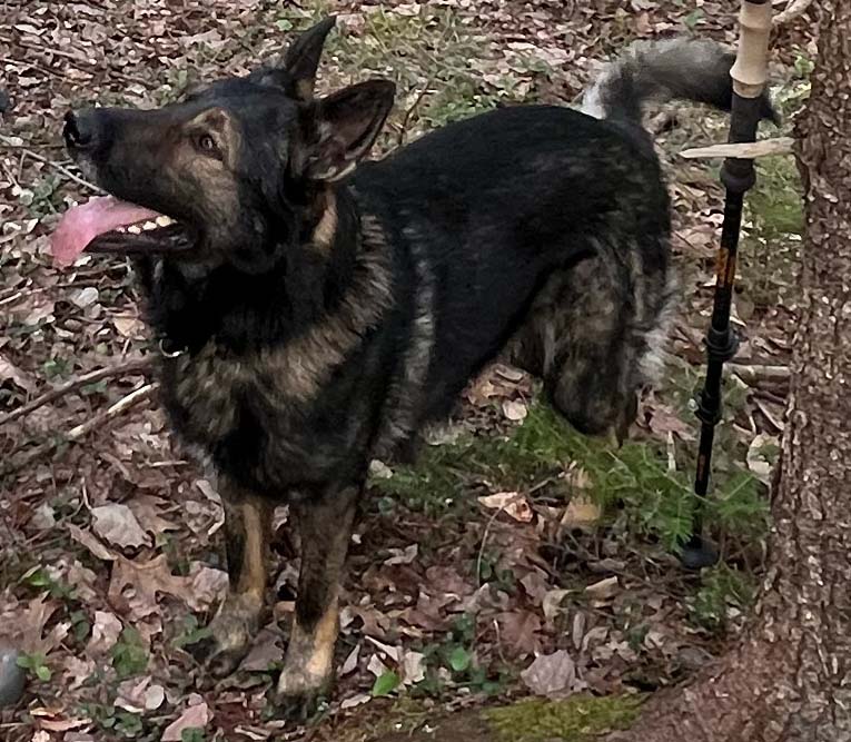 DAY 33

Today marks 33 days since cadaver dog Rifle indicated the existence of human remains on Melanson Mountain.

Two quick notes:

1. We were remiss in our last Tweet by failing to mention another member of the 2-day Kenley Search. Although Jonathan Guy, expert Nova Scotian