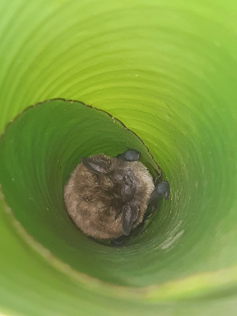 AmyPanikowski's tweet image. Friends! #BatWatch / #BatNap is back on! I repeat: We're back on!🥳🦇

Look who I found just now when I let the dogs out for lunch!?!? Back in the SAME tattered leaf furl. Guess it's still working. So lovely to see him after a week!

Banana #bat 
(Afronycteris nana)