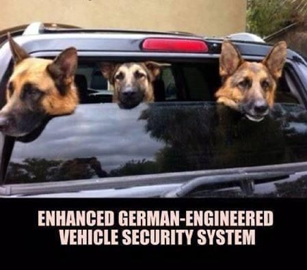 Safest vehicle out there! 🤪 #germanshepherd #shepherdhumor #k9 #k9s #doggos #dogmeme #doghumor #k9humor #vestedinterestink9s #vik9s