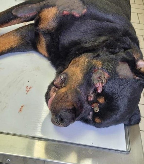 🚨 Une enquête a été ouverte après la découverte d'un chien mutilé vendredi matin dans l'Eure. Ce rottweiler, qui s'est échappé jeudi 22 juin alors qu'il était promené par ses maîtres, tenus en laisse et avec une muselière, a été découvert à Fontaine-l'Abbé. 

C'est un passant…