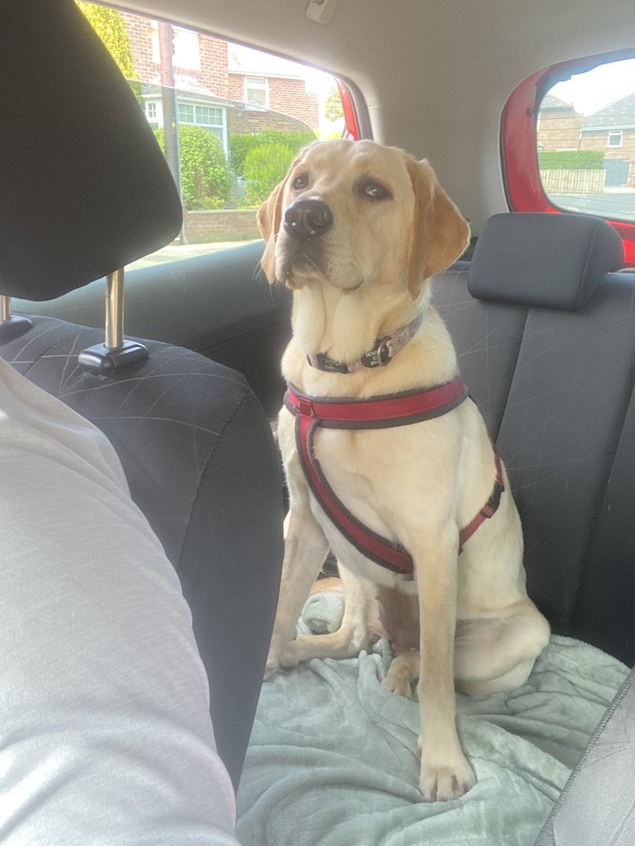 Markdoninger's tweet photo. Puts a smile on my face each and every day this little belter does ๐ถ #goldenlab #shethebest #puppy https://t.co/wuMyiTAV92
