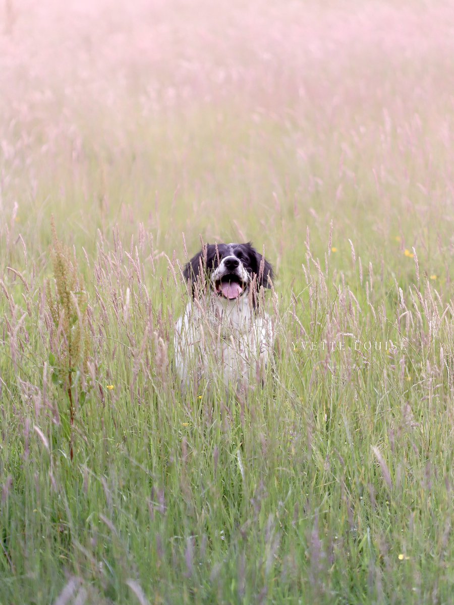 Less paperwork and more running barefoot through the grass 🐾🌾

Suki Cutie 🥰🐾

📸 Yvette Louise

#mydogisthecutest #dogportrait #dogphotography #petportrait #summer #photography