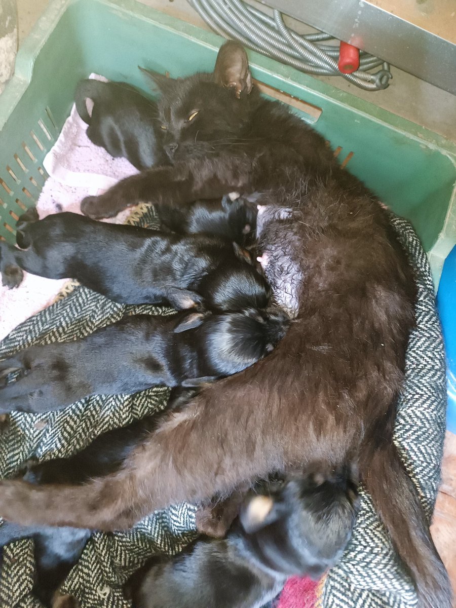 robertbasic's tweet image. We found 5 puppies yesterday, and feeding them went well yesterday, but today it's been a struggle.
Maybe because the momma cat we have around has been feeding them? 
🤞for these little ones
