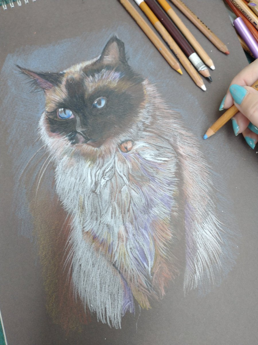 Making a start to this lovely girl this morning #commission #ragdoll #cat #blueeyes #colouredpencil #pawtrait #art #drawing