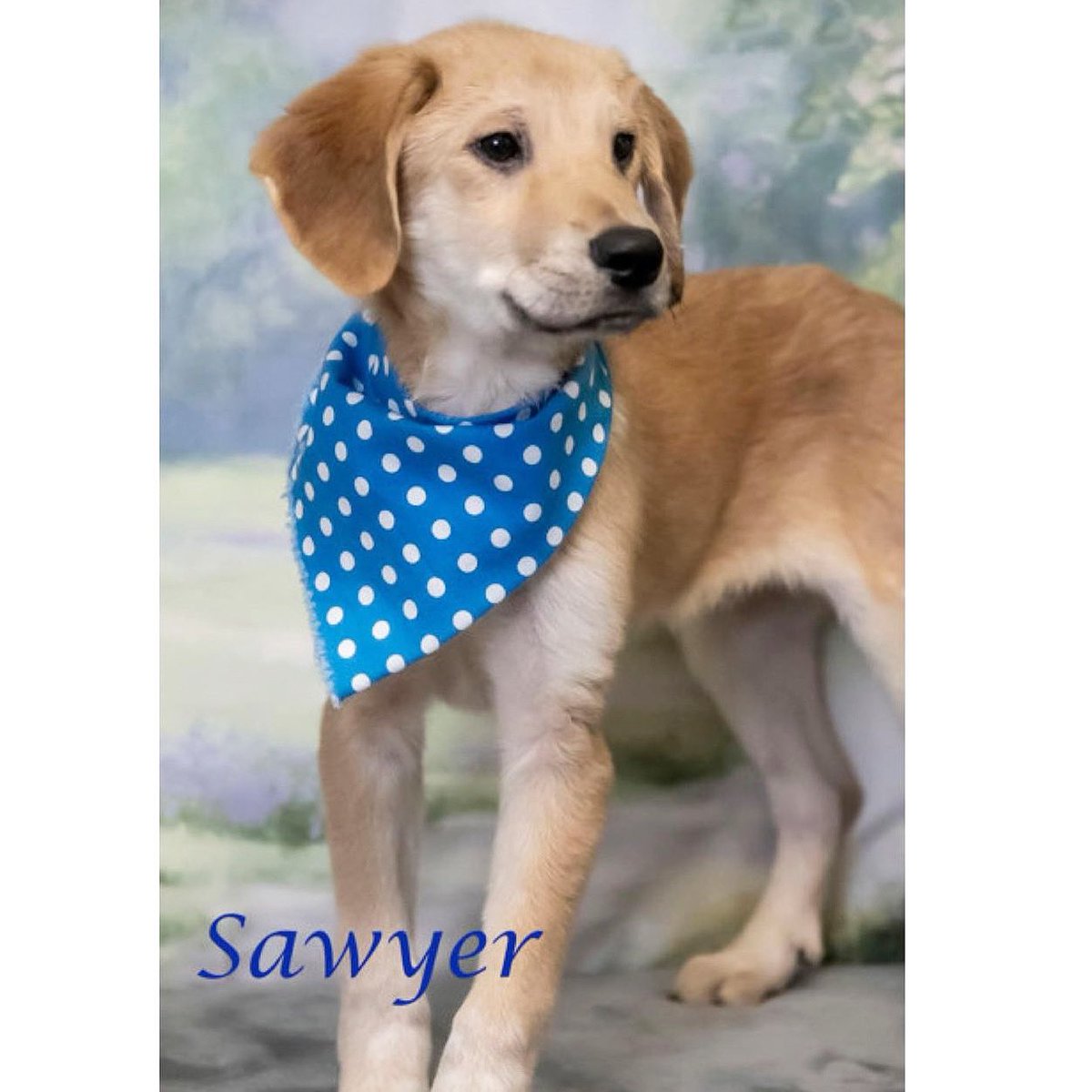ADOPT: Sawyer!

Sawyer is an adorable 4-month old hound mix who’s ready to be yours. Contact <a href="/newleashonline/">New Leash On Life 🐾</a> for more info and to meet this little muffin. ✌️❤️🐶 #adoptdontshop #adopt #tinybutmighty