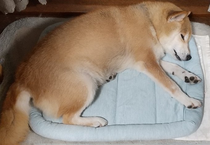 今日買ってきた冷感マット。

使用者様には概ね好評のようです。 