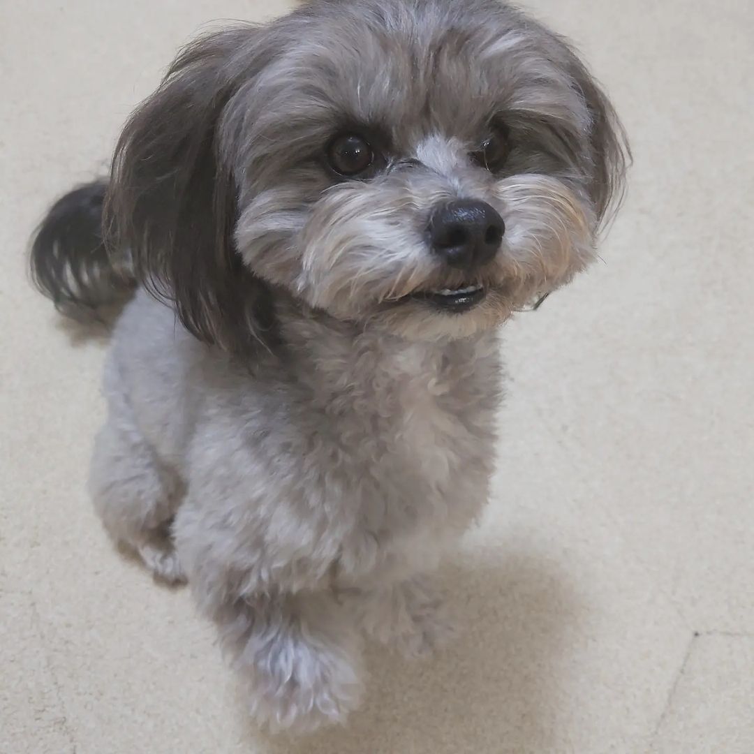 good evening, tl. meet our new baby, storm. :)