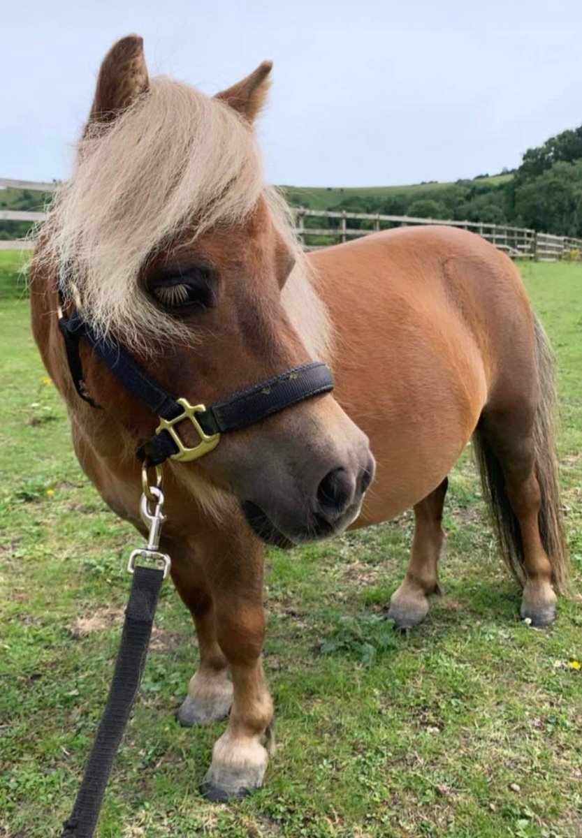 MissingPetsGB's tweet photo. Trouble is still #missing.

She is a falabella breed 
#stolen from her field on lodge lane #BN6 Sussex between 10pm friday 2/06/2023-9am Saturday 3/06/2023

She’s unsuitable for riding, driving &amp; cannot breed. She’s a family pet &amp; they want her home safely https://t.co/FpjaWh6Bki