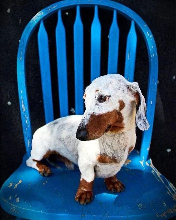 This beautiful dachshund with vitiligo 🐕✨
•⁣⁣⁣⁣⁣⁣
📸 @iluvdachshund
#dachshund #dogs