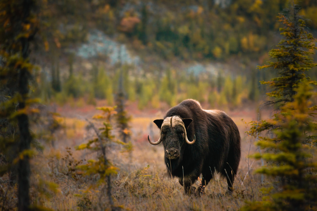 Postdoc application due soon! Work with @GNWT_ENR telemetry data to quantify HR & movement of #Muskox below 🌲 line. Due: June 30th Start: September-ish Salary: 65K + research $$ + benefits Location: @LaurierBiology #WILDlab stewartresearch.ca/uploads/4/5/7/…