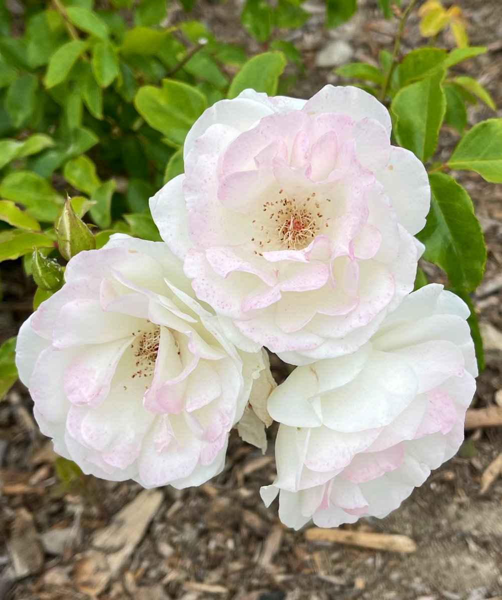 Wishing you a peaceful week ahead. 🤍🩷