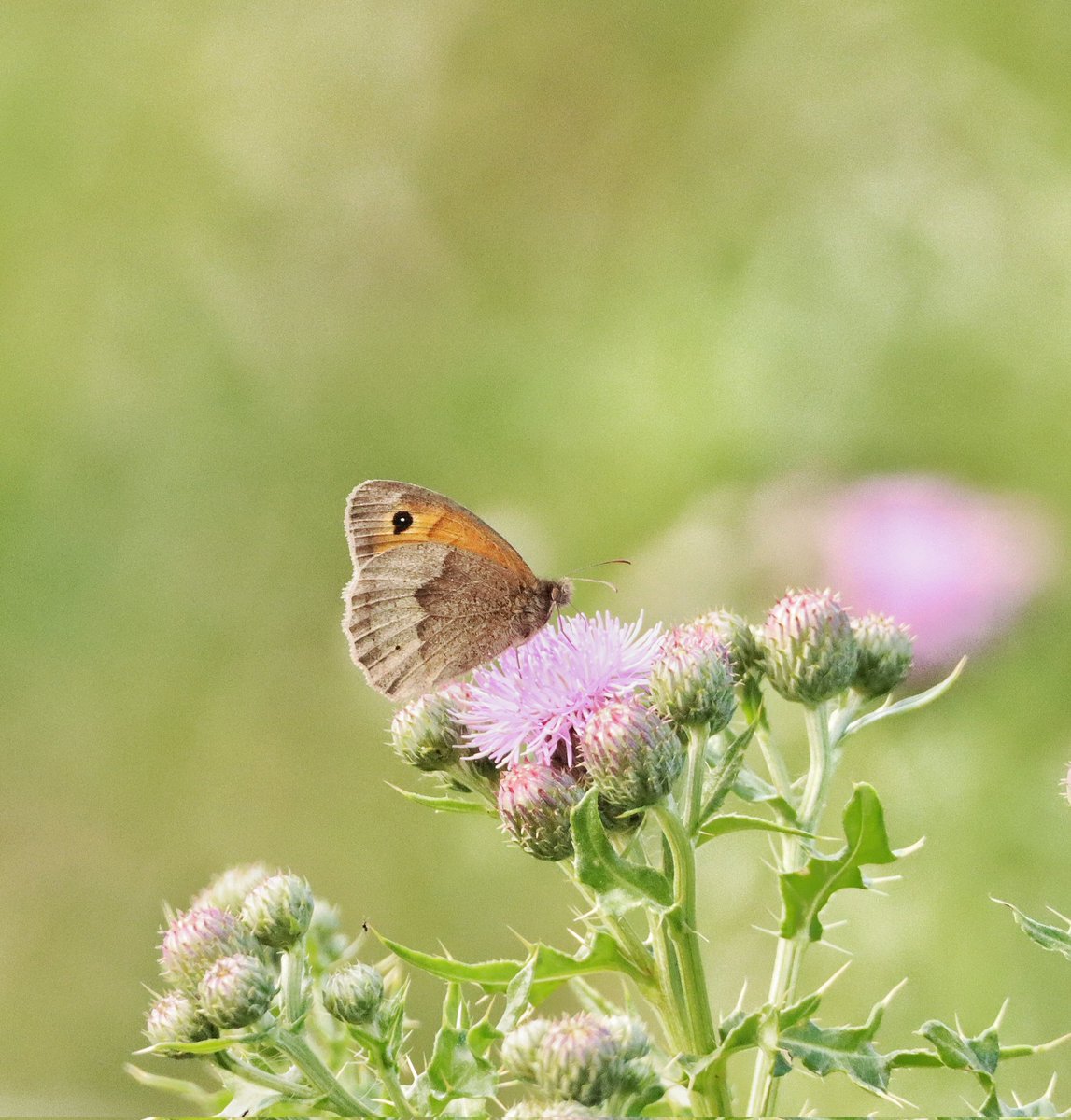 Meadow brown from this mornings walk along the River Tweed near Melrose. #naturephotography #scottishborders #twitternaturecommunity #butterflies #rivertweed