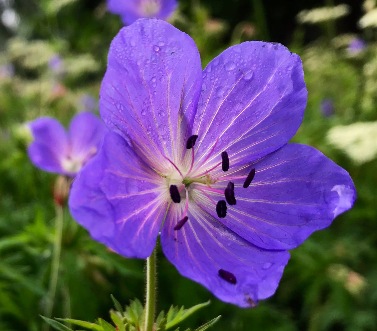 Monday’s masses of gorgeous wildflowers on my walk 🐾 👣

                               🌱 💚🤍🩵💙💜💕🌱

#WildFlowers #ThePhotoHour #botany