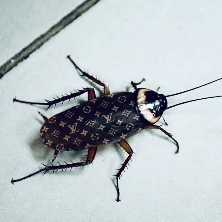 Goodbex9's tweet image. Cockroaches in 
Uganda.                         Vs.            Kenya