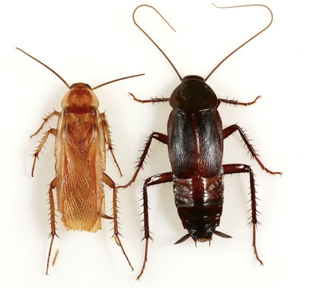 Goodbex9's tweet image. Cockroaches in 
Uganda.                         Vs.            Kenya